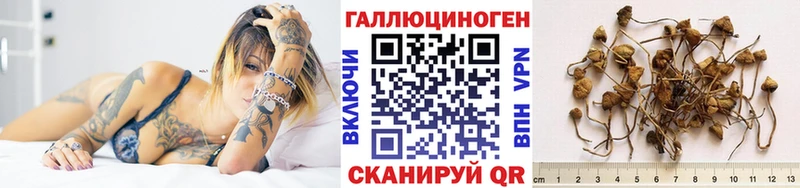 Псилоцибиновые грибы Psilocybe  Купить  Бабаево 